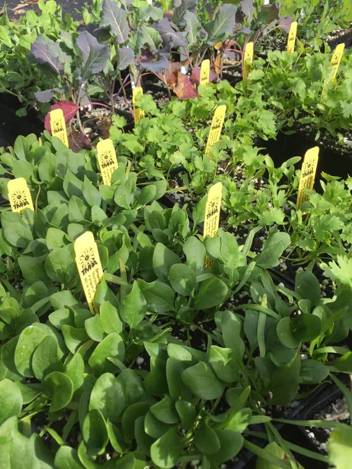Edible Plants at Growing Grounds San Luis Obispo