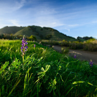 Flowers bloom on Madonna Mountain in San Luis Obispo, CA