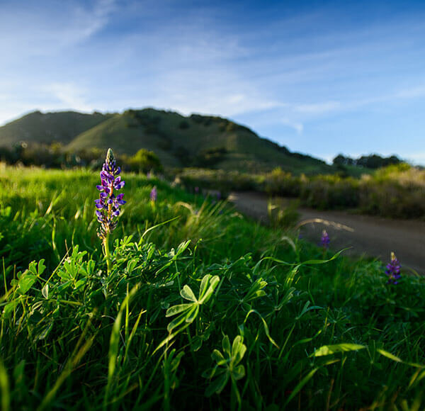 Flowers bloom on Madonna Mountain in San Luis Obispo, CA