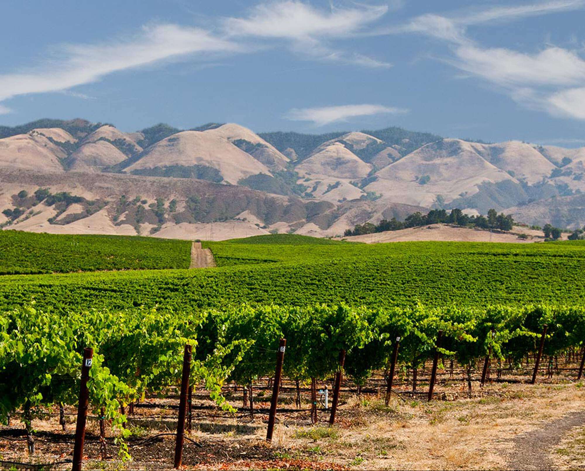 edna valley vineyard