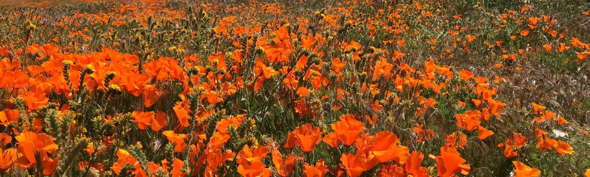 slo superbloom