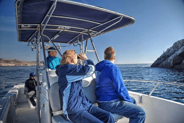 avila beach whale watching